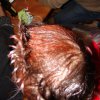 mulaffe030205__46_
